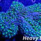 Euphyllia Ancora Coral- LPS Ultra Reverse Hammer WYSIWYG 10cm Euphyllia Ancora Coral- LPS Ultra Reverse Hammer WYSIWYG 10cm Aquarium Decor Euphyllia Ancora Coral- LPS Ultra Reverse Hammer WYSIWYG 10cm Zeo Box Reef