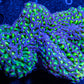 Euphyllia Ancora Coral- LPS Ultra Reverse Hammer WYSIWYG 10cm Euphyllia Ancora Coral- LPS Ultra Reverse Hammer WYSIWYG 10cm Aquarium Decor Euphyllia Ancora Coral- LPS Ultra Reverse Hammer WYSIWYG 10cm Zeo Box Reef