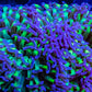 Euphyllia Ancora Coral- LPS Ultra Reverse Hammer WYSIWYG 10cm Euphyllia Ancora Coral- LPS Ultra Reverse Hammer WYSIWYG 10cm Aquarium Decor Euphyllia Ancora Coral- LPS Ultra Reverse Hammer WYSIWYG 10cm Zeo Box Reef
