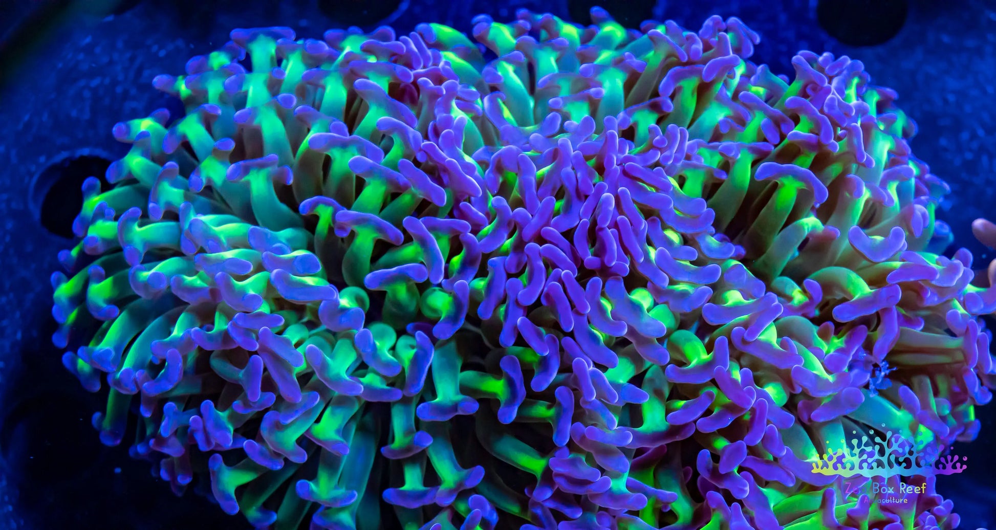 Euphyllia Ancora Coral- LPS Ultra Reverse Hammer WYSIWYG 10cm Euphyllia Ancora Coral- LPS Ultra Reverse Hammer WYSIWYG 10cm Aquarium Decor Euphyllia Ancora Coral- LPS Ultra Reverse Hammer WYSIWYG 10cm Zeo Box Reef