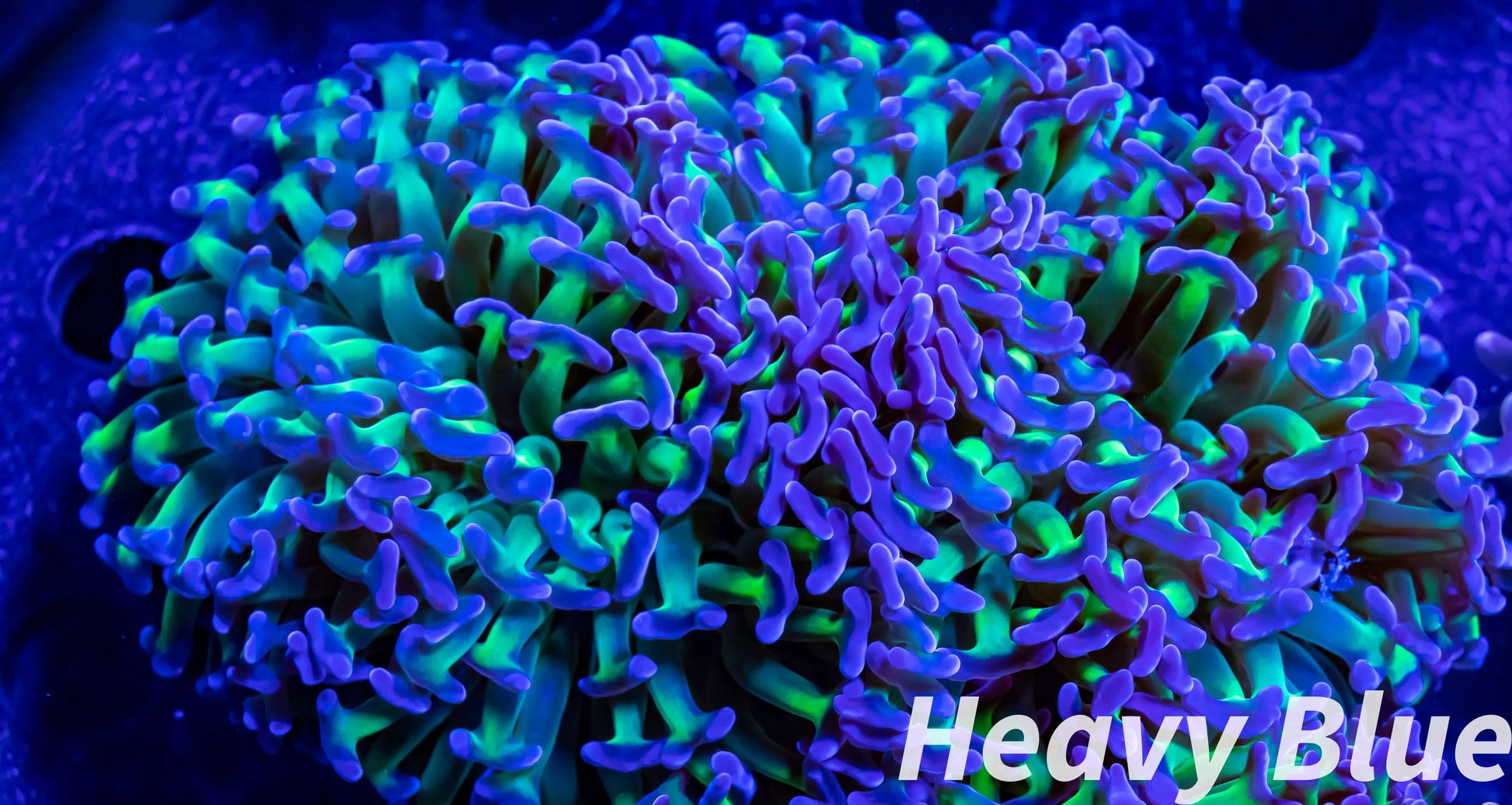 Euphyllia Ancora Coral- LPS Ultra Reverse Hammer WYSIWYG 10cm Euphyllia Ancora Coral- LPS Ultra Reverse Hammer WYSIWYG 10cm Aquarium Decor Euphyllia Ancora Coral- LPS Ultra Reverse Hammer WYSIWYG 10cm Zeo Box Reef