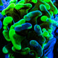 Euphyllia Ancora Coral- LPS Ultra Toxic Green Blotch Hammer Frag WYSIWYG 4cm Euphyllia Ancora Coral- LPS Ultra Toxic Green Blotch Hammer Frag WYSIWYG 4cm Aquarium Decor Euphyllia Ancora Coral- LPS Ultra Toxic Green Blotch Hammer Frag WYSIWYG 4cm Zeo Box Reef