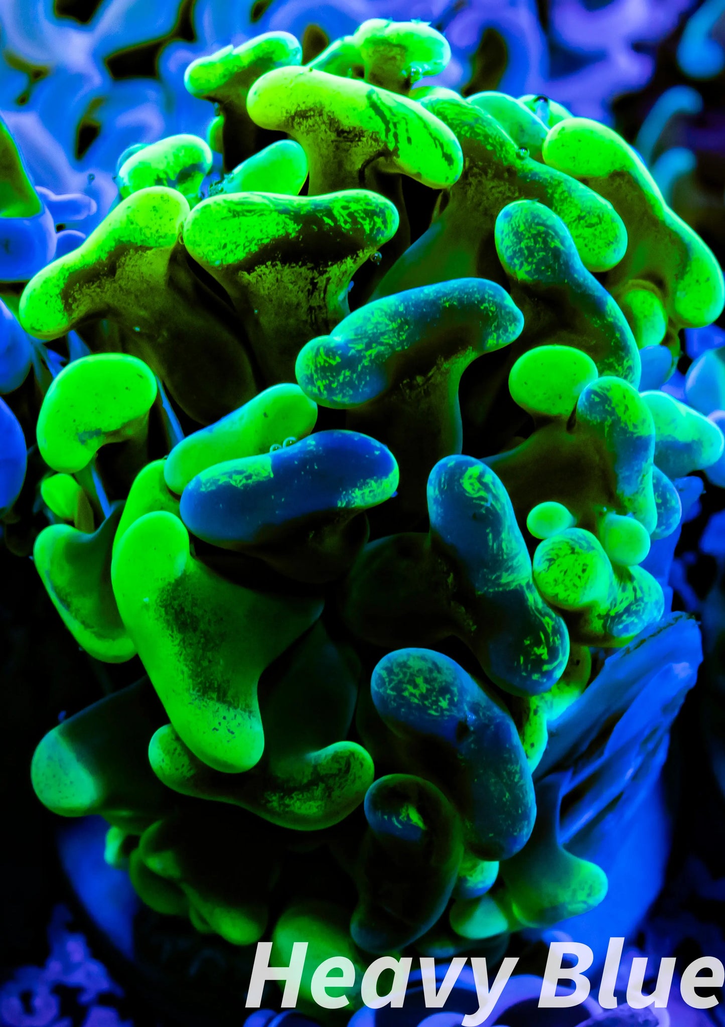 Euphyllia Ancora Coral- LPS Ultra Toxic Green Blotch Hammer Frag WYSIWYG 4cm Euphyllia Ancora Coral- LPS Ultra Toxic Green Blotch Hammer Frag WYSIWYG 4cm Aquarium Decor Euphyllia Ancora Coral- LPS Ultra Toxic Green Blotch Hammer Frag WYSIWYG 4cm Zeo Box Reef