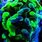 Euphyllia Ancora Coral- LPS Ultra Toxic Green Blotch Hammer Frag WYSIWYG 4cm Euphyllia Ancora Coral- LPS Ultra Toxic Green Blotch Hammer Frag WYSIWYG 4cm Aquarium Decor Euphyllia Ancora Coral- LPS Ultra Toxic Green Blotch Hammer Frag WYSIWYG 4cm Zeo Box Reef