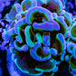 Euphyllia Ancora Coral- LPS Ultra Toxic Green Blotch Hammer Frag WYSIWYG 4cm Euphyllia Ancora Coral- LPS Ultra Toxic Green Blotch Hammer Frag WYSIWYG 4cm Aquarium Decor Euphyllia Ancora Coral- LPS Ultra Toxic Green Blotch Hammer Frag WYSIWYG 4cm Zeo Box Reef