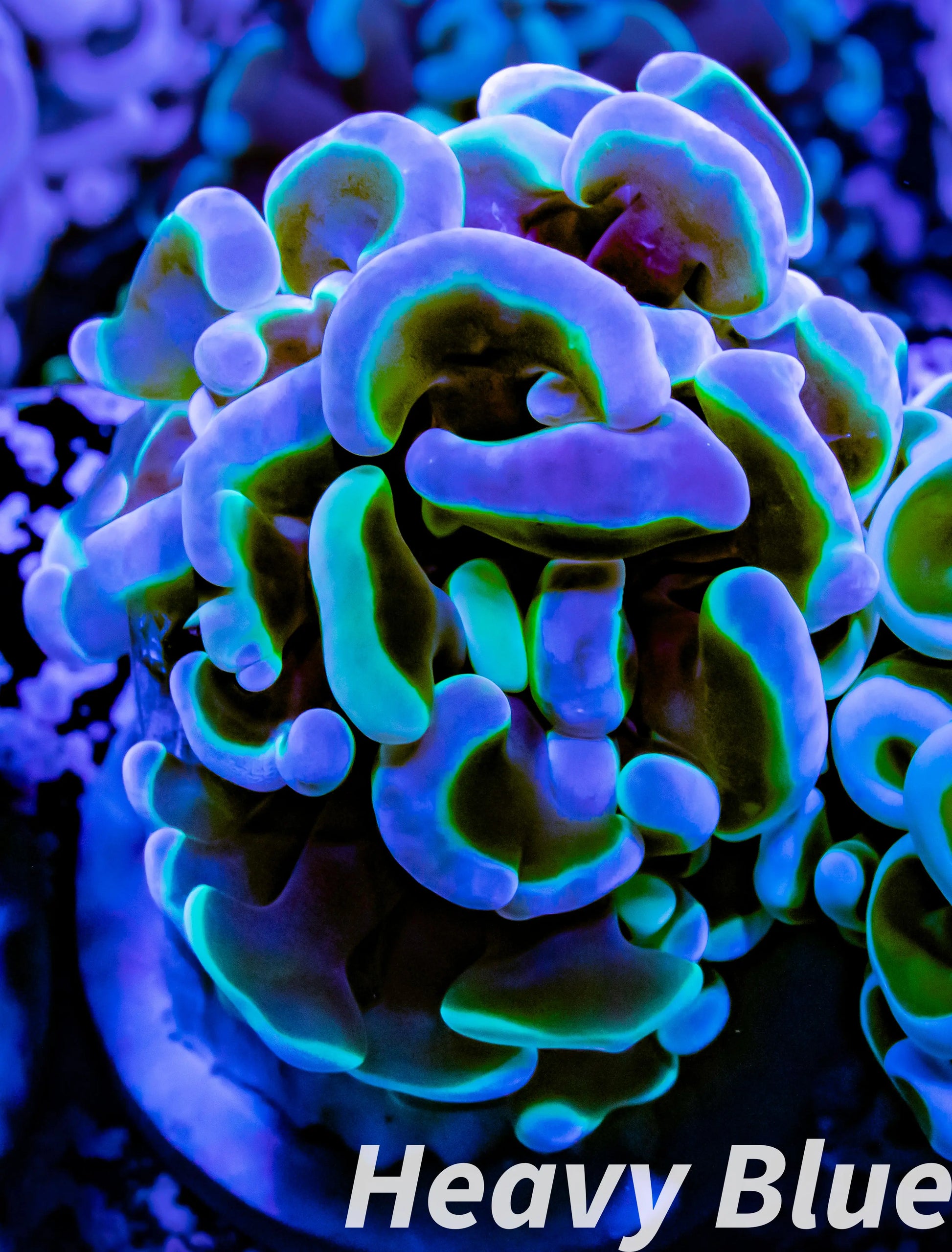 Euphyllia Ancora Coral- LPS Ultra Toxic Green Blotch Hammer Frag WYSIWYG 4cm Euphyllia Ancora Coral- LPS Ultra Toxic Green Blotch Hammer Frag WYSIWYG 4cm Aquarium Decor Euphyllia Ancora Coral- LPS Ultra Toxic Green Blotch Hammer Frag WYSIWYG 4cm Zeo Box Reef