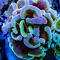 Euphyllia Ancora Coral- LPS Ultra Toxic Green Blotch Hammer Frag WYSIWYG 4cm Euphyllia Ancora Coral- LPS Ultra Toxic Green Blotch Hammer Frag WYSIWYG 4cm Aquarium Decor Euphyllia Ancora Coral- LPS Ultra Toxic Green Blotch Hammer Frag WYSIWYG 4cm Zeo Box Reef