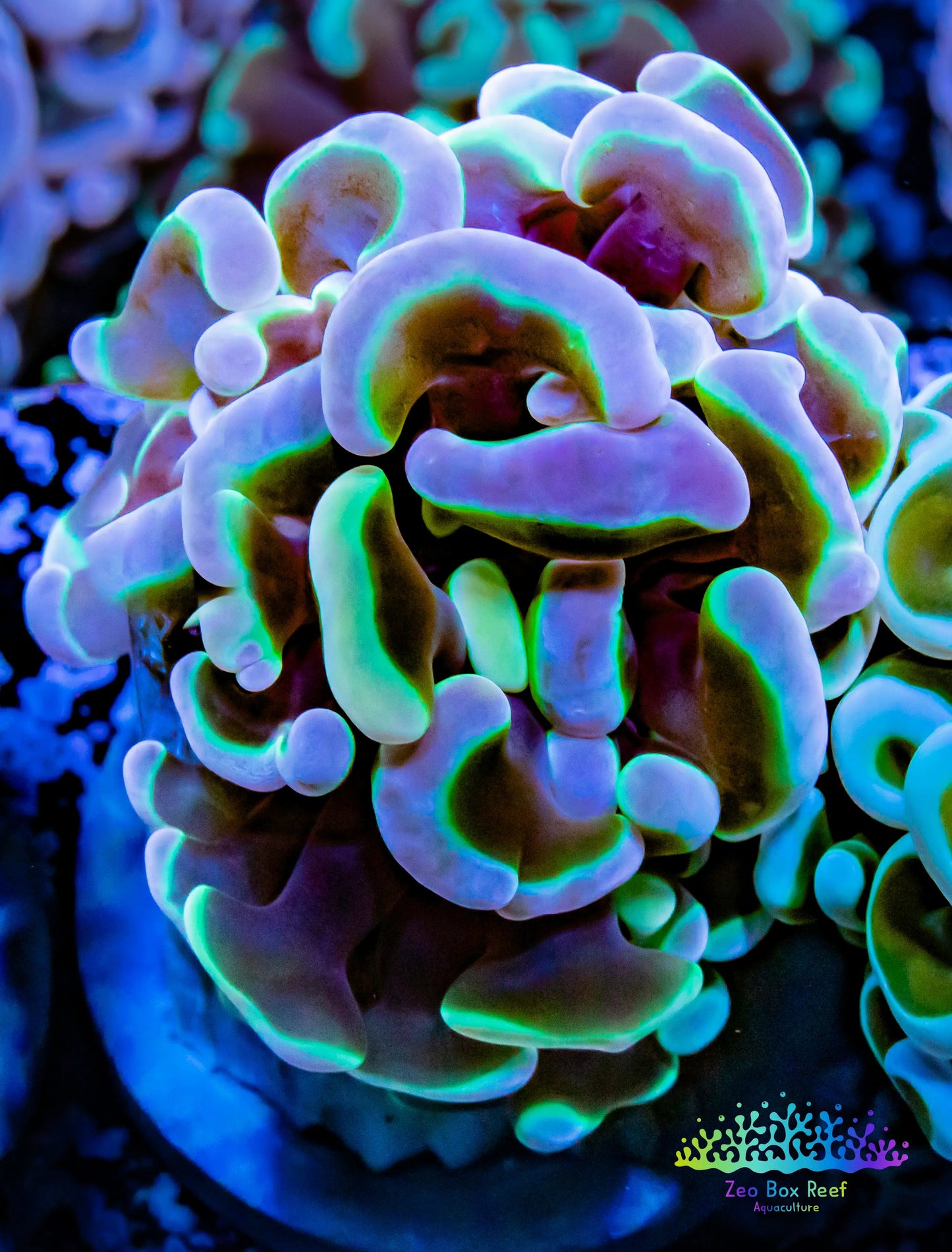 Euphyllia Ancora Coral- LPS Ultra Toxic Green Blotch Hammer Frag WYSIWYG 4cm Euphyllia Ancora Coral- LPS Ultra Toxic Green Blotch Hammer Frag WYSIWYG 4cm Aquarium Decor Euphyllia Ancora Coral- LPS Ultra Toxic Green Blotch Hammer Frag WYSIWYG 4cm Zeo Box Reef