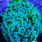 Euphyllia Ancora Coral- LPS WA Hammer WYSIWYG 6cm Euphyllia Ancora Coral- LPS WA Hammer WYSIWYG 6cm Aquarium Decor Euphyllia Ancora Coral- LPS WA Hammer WYSIWYG 6cm Zeo Box Reef