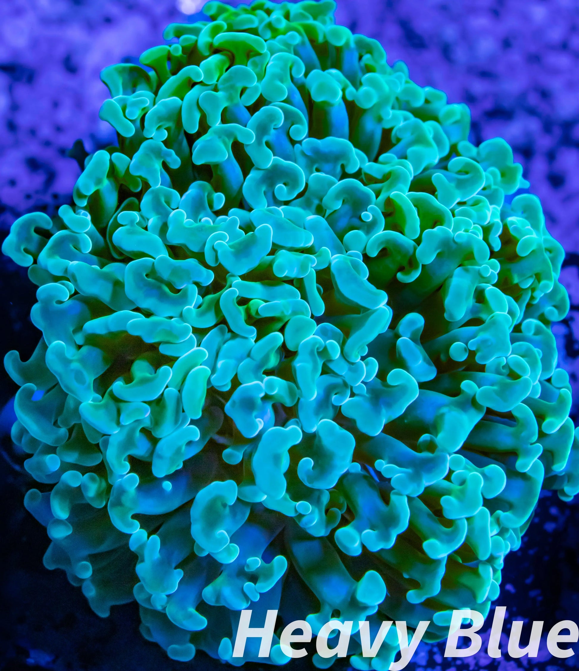 Euphyllia Ancora Coral- LPS WA Hammer WYSIWYG 6cm Euphyllia Ancora Coral- LPS WA Hammer WYSIWYG 6cm Aquarium Decor Euphyllia Ancora Coral- LPS WA Hammer WYSIWYG 6cm Zeo Box Reef