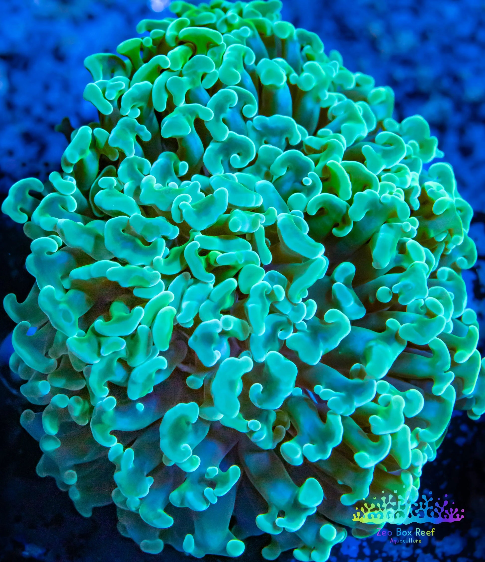 Euphyllia Ancora Coral- LPS WA Hammer WYSIWYG 6cm Euphyllia Ancora Coral- LPS WA Hammer WYSIWYG 6cm Aquarium Decor Euphyllia Ancora Coral- LPS WA Hammer WYSIWYG 6cm Zeo Box Reef