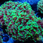 Euphyllia Ancora Coral- LPS WA Lime Green Hammer WYSIWYG 7cm Euphyllia Ancora Coral- LPS WA Lime Green Hammer WYSIWYG 7cm Aquarium Decor Euphyllia Ancora Coral- LPS WA Lime Green Hammer WYSIWYG 7cm Zeo Box Reef