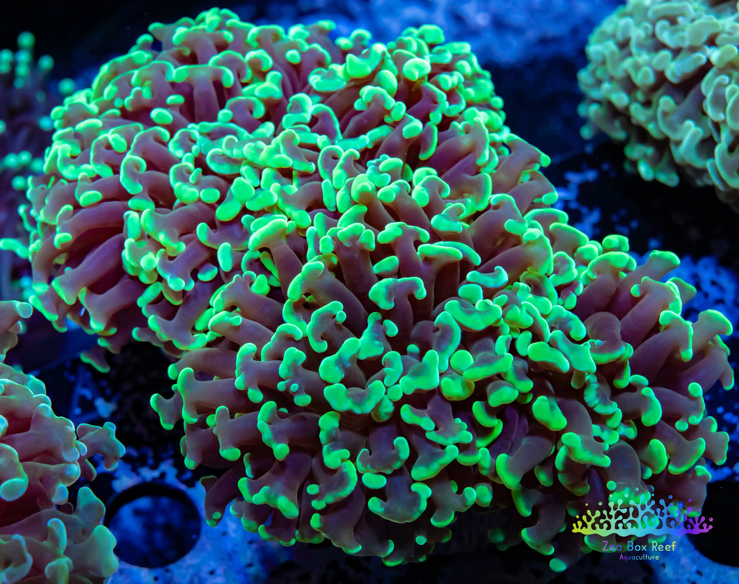 Euphyllia Ancora Coral- LPS WA Lime Green Hammer WYSIWYG 7cm Euphyllia Ancora Coral- LPS WA Lime Green Hammer WYSIWYG 7cm Aquarium Decor Euphyllia Ancora Coral- LPS WA Lime Green Hammer WYSIWYG 7cm Zeo Box Reef