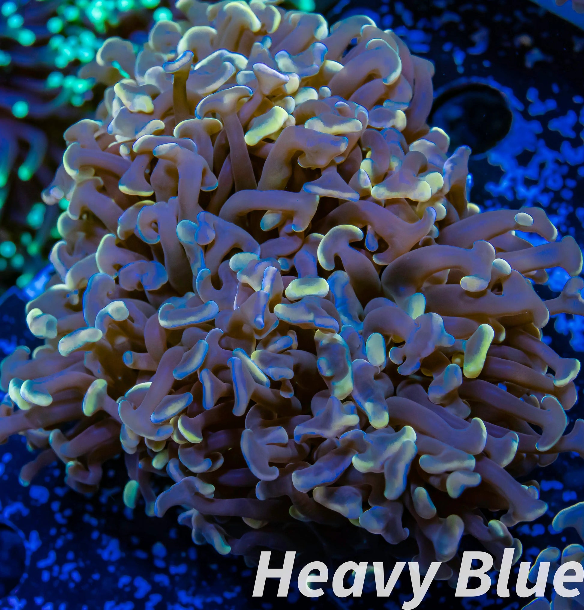 Euphyllia Ancora Coral- LPS WA Orange Hammer WYSIWYG 5cm Euphyllia Ancora Coral- LPS WA Orange Hammer WYSIWYG 5cm Aquarium Decor Euphyllia Ancora Coral- LPS WA Orange Hammer WYSIWYG 5cm Zeo Box Reef