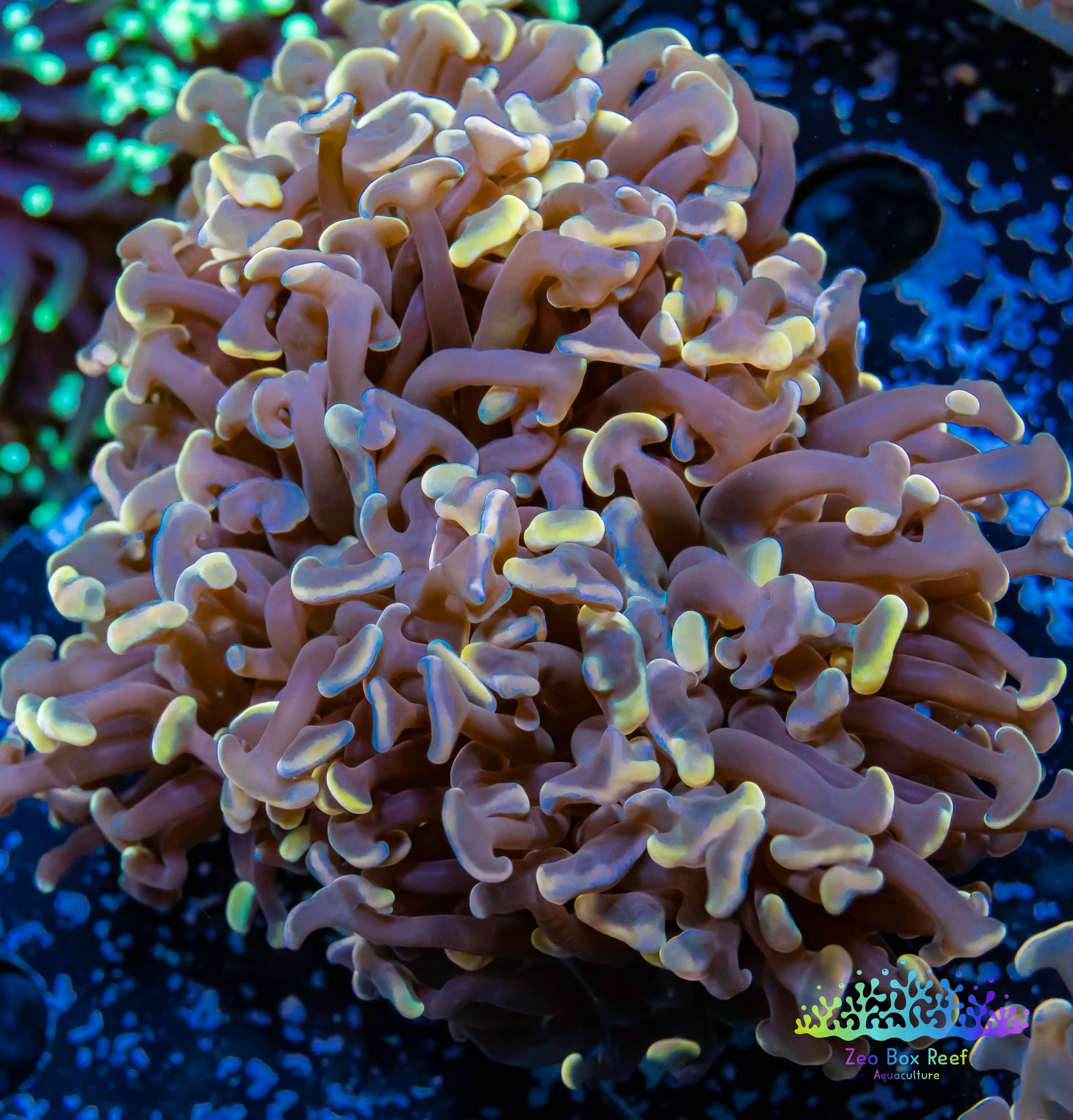 Euphyllia Ancora Coral- LPS WA Orange Hammer WYSIWYG 5cm Euphyllia Ancora Coral- LPS WA Orange Hammer WYSIWYG 5cm Aquarium Decor Euphyllia Ancora Coral- LPS WA Orange Hammer WYSIWYG 5cm Zeo Box Reef