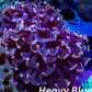 Euphyllia Ancora Coral- LPS WA Orange Hammer WYSIWYG 5cm Euphyllia Ancora Coral- LPS WA Orange Hammer WYSIWYG 5cm Aquarium Decor Euphyllia Ancora Coral- LPS WA Orange Hammer WYSIWYG 5cm Zeo Box Reef