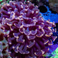 Euphyllia Ancora Coral- LPS WA Orange Hammer WYSIWYG 5cm Euphyllia Ancora Coral- LPS WA Orange Hammer WYSIWYG 5cm Aquarium Decor Euphyllia Ancora Coral- LPS WA Orange Hammer WYSIWYG 5cm Zeo Box Reef