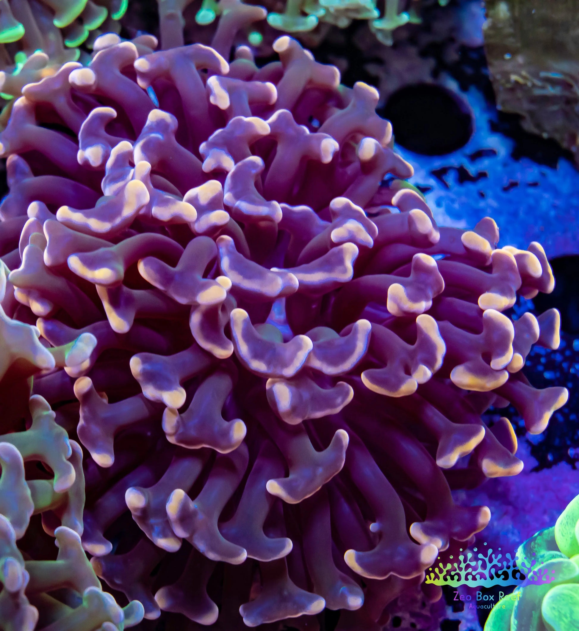 Euphyllia Ancora Coral- LPS WA Orange Hammer WYSIWYG 5cm Euphyllia Ancora Coral- LPS WA Orange Hammer WYSIWYG 5cm Aquarium Decor Euphyllia Ancora Coral- LPS WA Orange Hammer WYSIWYG 5cm Zeo Box Reef