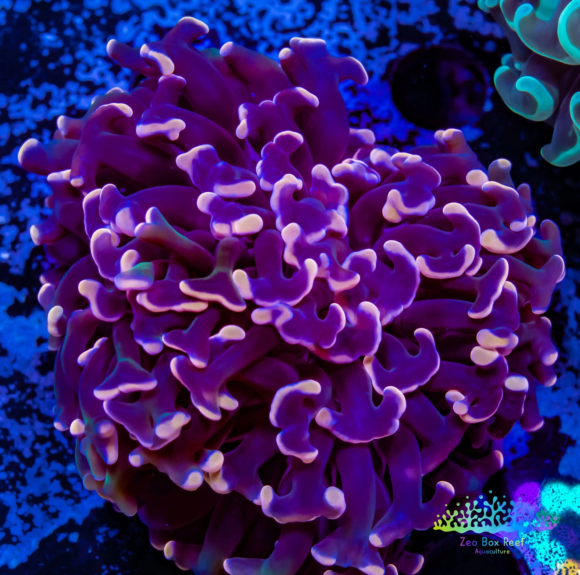 Euphyllia Ancora Coral- LPS WA Orange Hammer WYSIWYG 6cm Euphyllia Ancora Coral- LPS WA Orange Hammer WYSIWYG 6cm Aquarium Decor Euphyllia Ancora Coral- LPS WA Orange Hammer WYSIWYG 6cm Zeo Box Reef