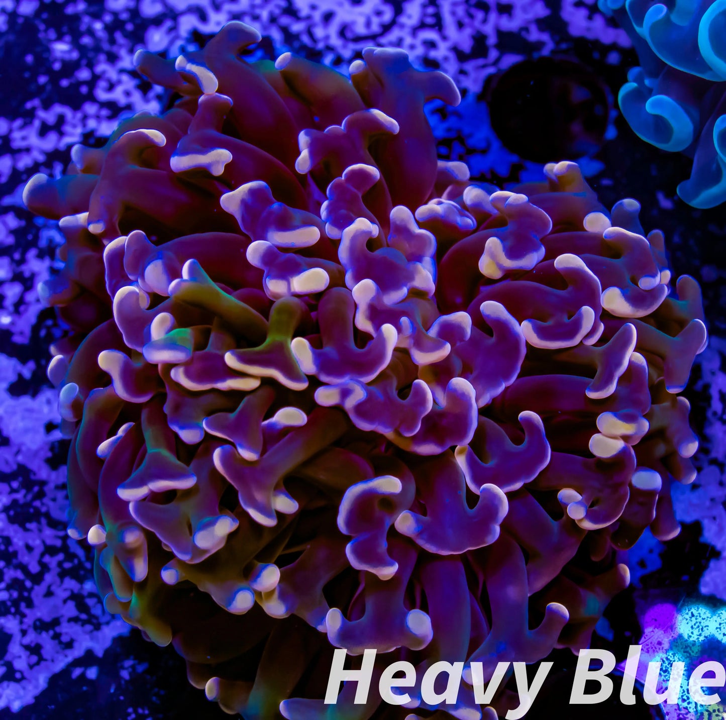 Euphyllia Ancora Coral- LPS WA Orange Hammer WYSIWYG 6cm Euphyllia Ancora Coral- LPS WA Orange Hammer WYSIWYG 6cm Aquarium Decor Euphyllia Ancora Coral- LPS WA Orange Hammer WYSIWYG 6cm Zeo Box Reef