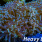 Euphyllia Ancora Coral- LPS WA Orange Hammer WYSIWYG 9cm Euphyllia Ancora Coral- LPS WA Orange Hammer WYSIWYG 9cm Aquarium Decor Euphyllia Ancora Coral- LPS WA Orange Hammer WYSIWYG 9cm Zeo Box Reef