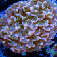 Euphyllia Ancora Coral- LPS WA Ultra Hammer WYSIWYG 6cm Euphyllia Ancora Coral- LPS WA Ultra Hammer WYSIWYG 6cm Aquarium Decor Euphyllia Ancora Coral- LPS WA Ultra Hammer WYSIWYG 6cm Zeo Box Reef