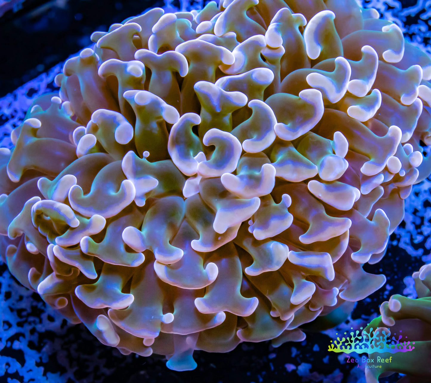 Euphyllia Ancora Coral- LPS WA Ultra Hammer WYSIWYG 6cm Euphyllia Ancora Coral- LPS WA Ultra Hammer WYSIWYG 6cm Aquarium Decor Euphyllia Ancora Coral- LPS WA Ultra Hammer WYSIWYG 6cm Zeo Box Reef