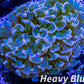 Euphyllia Ancora Coral- LPS WA Ultra Hammer WYSIWYG 6cm Euphyllia Ancora Coral- LPS WA Ultra Hammer WYSIWYG 6cm Aquarium Decor Euphyllia Ancora Coral- LPS WA Ultra Hammer WYSIWYG 6cm Zeo Box Reef