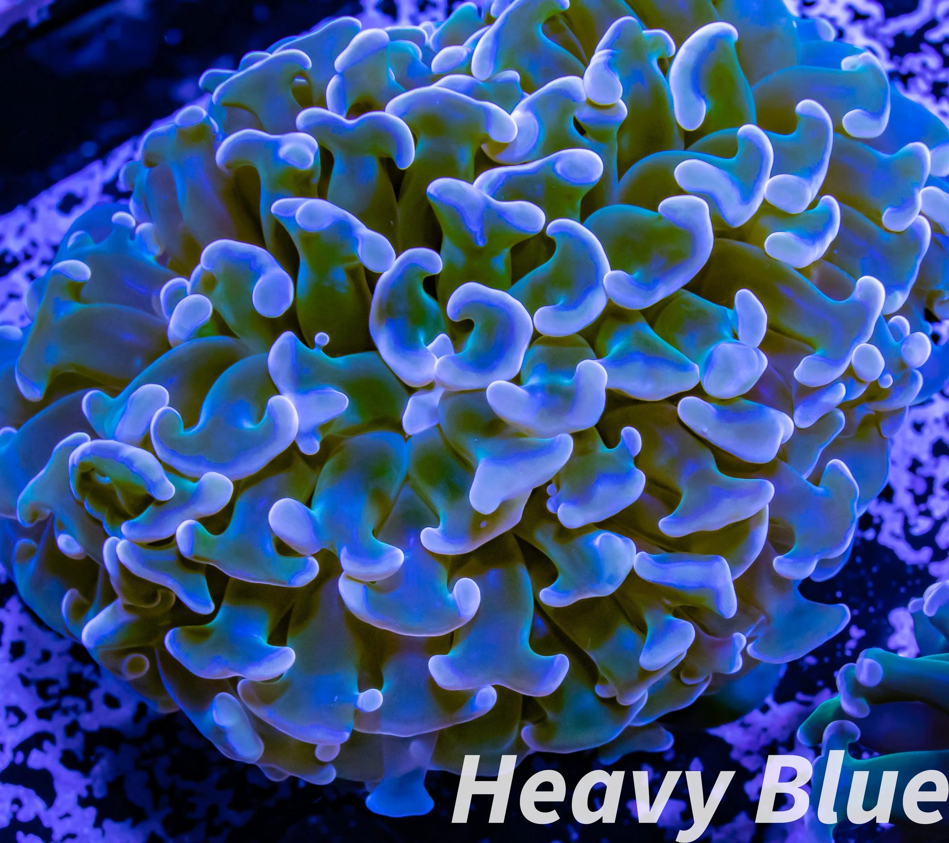 Euphyllia Ancora Coral- LPS WA Ultra Hammer WYSIWYG 6cm Euphyllia Ancora Coral- LPS WA Ultra Hammer WYSIWYG 6cm Aquarium Decor Euphyllia Ancora Coral- LPS WA Ultra Hammer WYSIWYG 6cm Zeo Box Reef