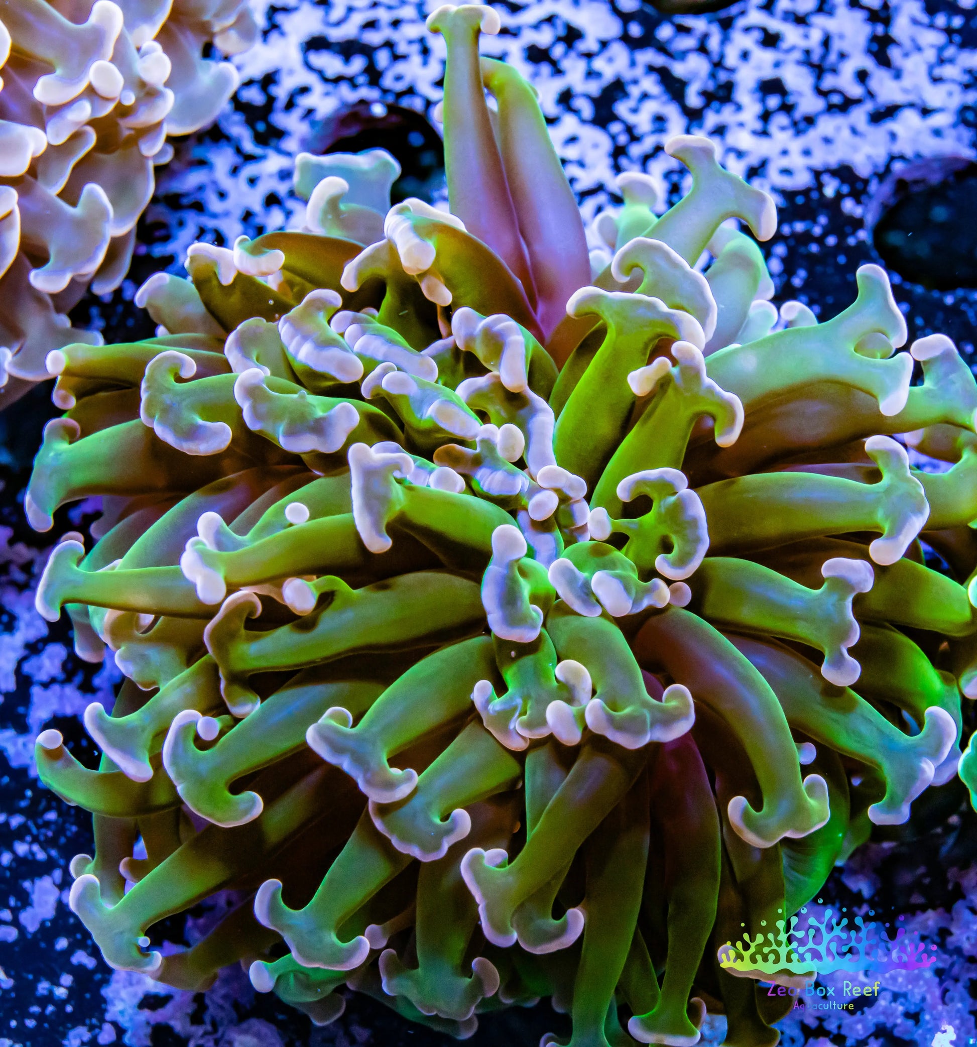 Euphyllia Ancora Coral- LPS WA Ultra Hammer WYSIWYG 6cm Euphyllia Ancora Coral- LPS WA Ultra Hammer WYSIWYG 6cm Aquarium Decor Euphyllia Ancora Coral- LPS WA Ultra Hammer WYSIWYG 6cm Zeo Box Reef