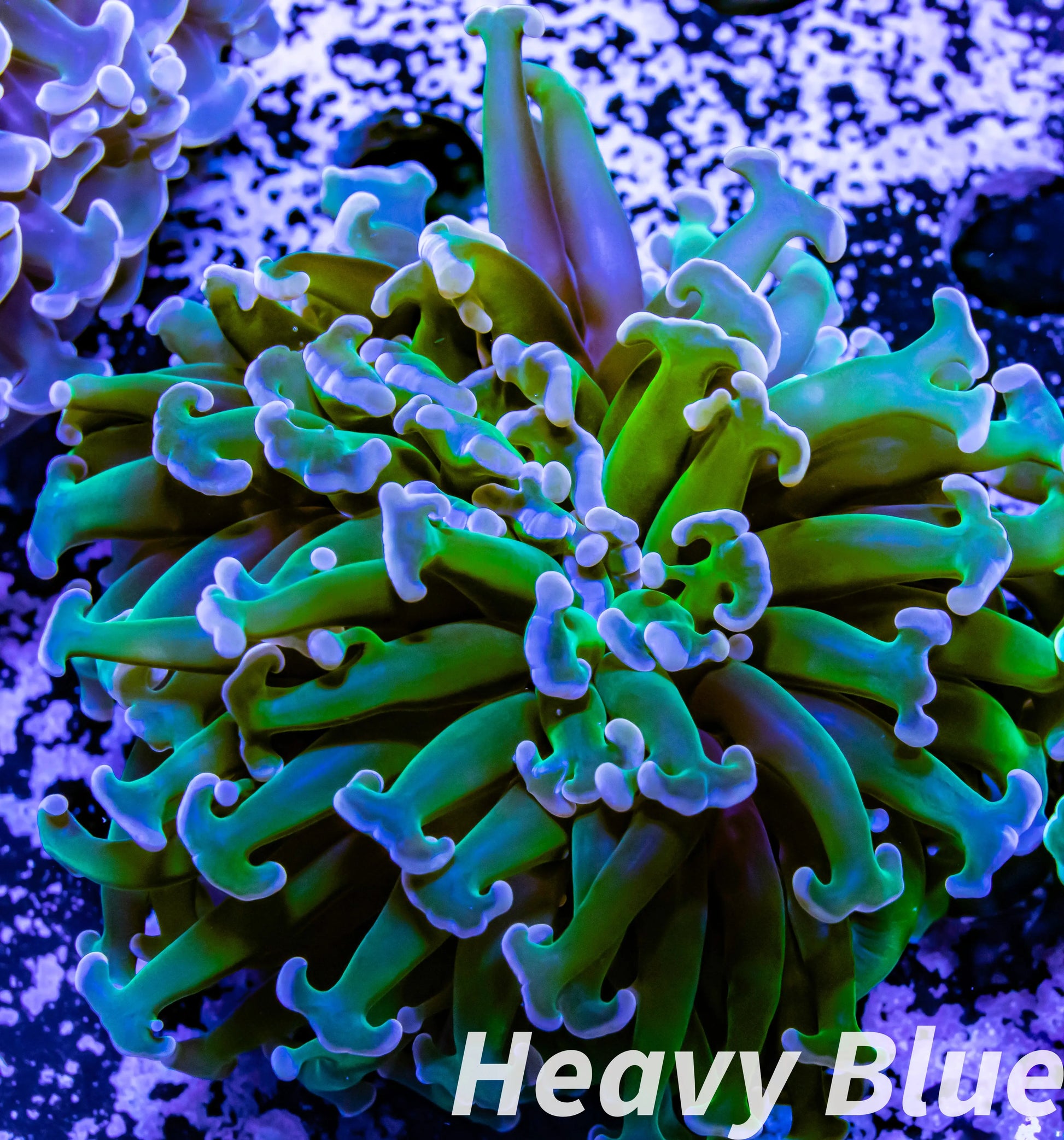 Euphyllia Ancora Coral- LPS WA Ultra Hammer WYSIWYG 6cm Euphyllia Ancora Coral- LPS WA Ultra Hammer WYSIWYG 6cm Aquarium Decor Euphyllia Ancora Coral- LPS WA Ultra Hammer WYSIWYG 6cm Zeo Box Reef