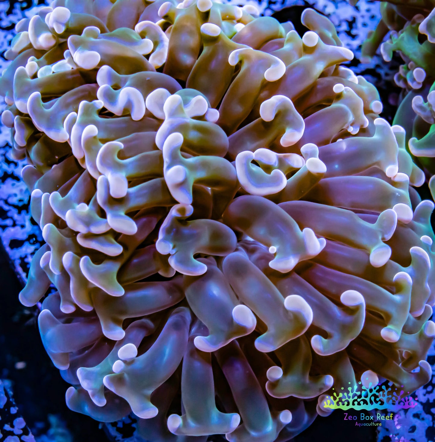 Euphyllia Ancora Coral- LPS WA Ultra Hammer WYSIWYG 6cm Euphyllia Ancora Coral- LPS WA Ultra Hammer WYSIWYG 6cm Aquarium Decor Euphyllia Ancora Coral- LPS WA Ultra Hammer WYSIWYG 6cm Zeo Box Reef