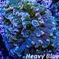 Euphyllia Ancora Coral- LPS WA Ultra Hammer WYSIWYG 6cm Euphyllia Ancora Coral- LPS WA Ultra Hammer WYSIWYG 6cm Aquarium Decor Euphyllia Ancora Coral- LPS WA Ultra Hammer WYSIWYG 6cm Zeo Box Reef