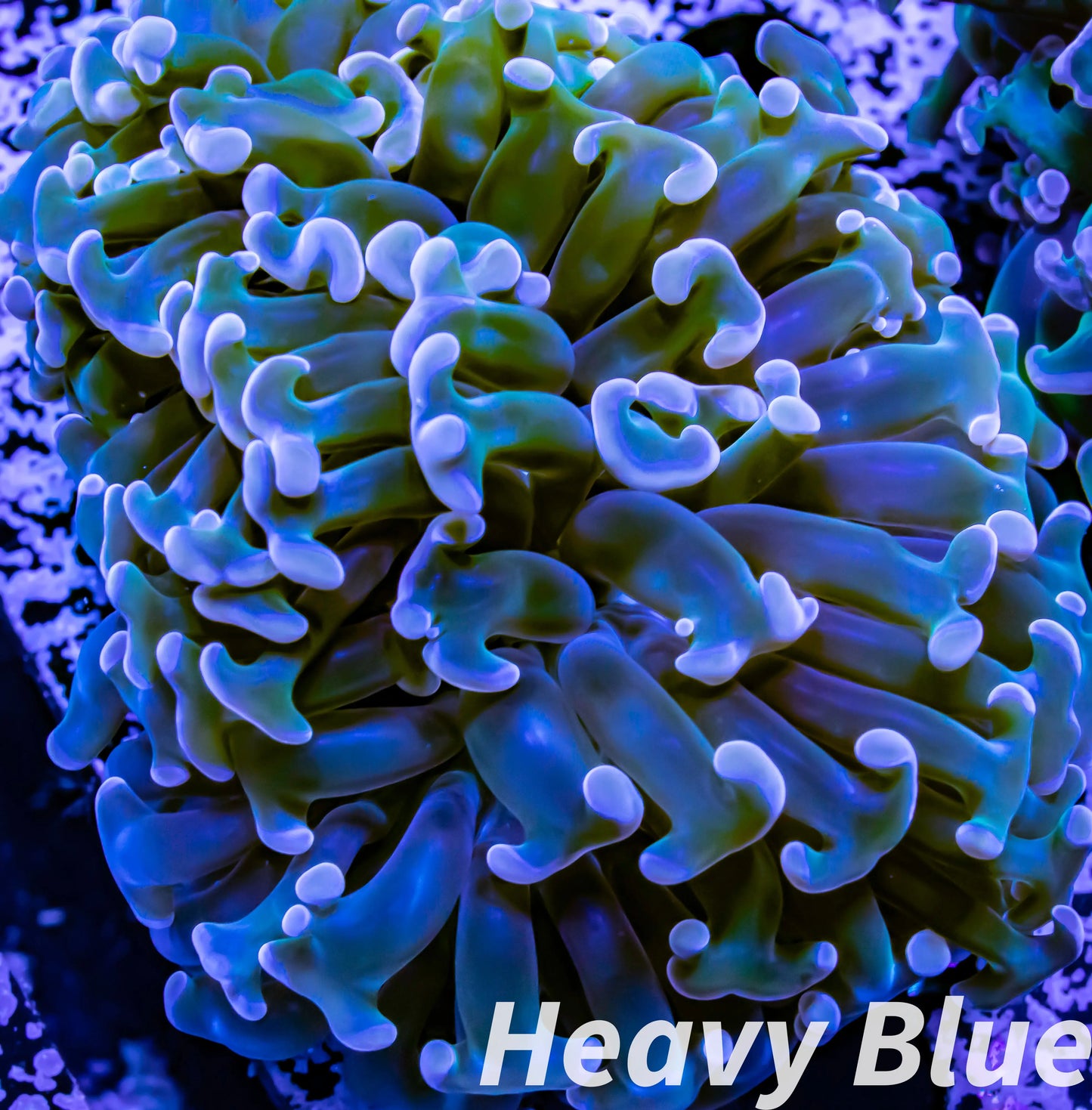 Euphyllia Ancora Coral- LPS WA Ultra Hammer WYSIWYG 6cm Euphyllia Ancora Coral- LPS WA Ultra Hammer WYSIWYG 6cm Aquarium Decor Euphyllia Ancora Coral- LPS WA Ultra Hammer WYSIWYG 6cm Zeo Box Reef