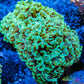 Euphyllia Ancora Coral- LPS WA Ultra Hammer WYSIWYG 7cm Euphyllia Ancora Coral- LPS WA Ultra Hammer WYSIWYG 7cm Aquarium Decor Euphyllia Ancora Coral- LPS WA Ultra Hammer WYSIWYG 7cm Zeo Box Reef