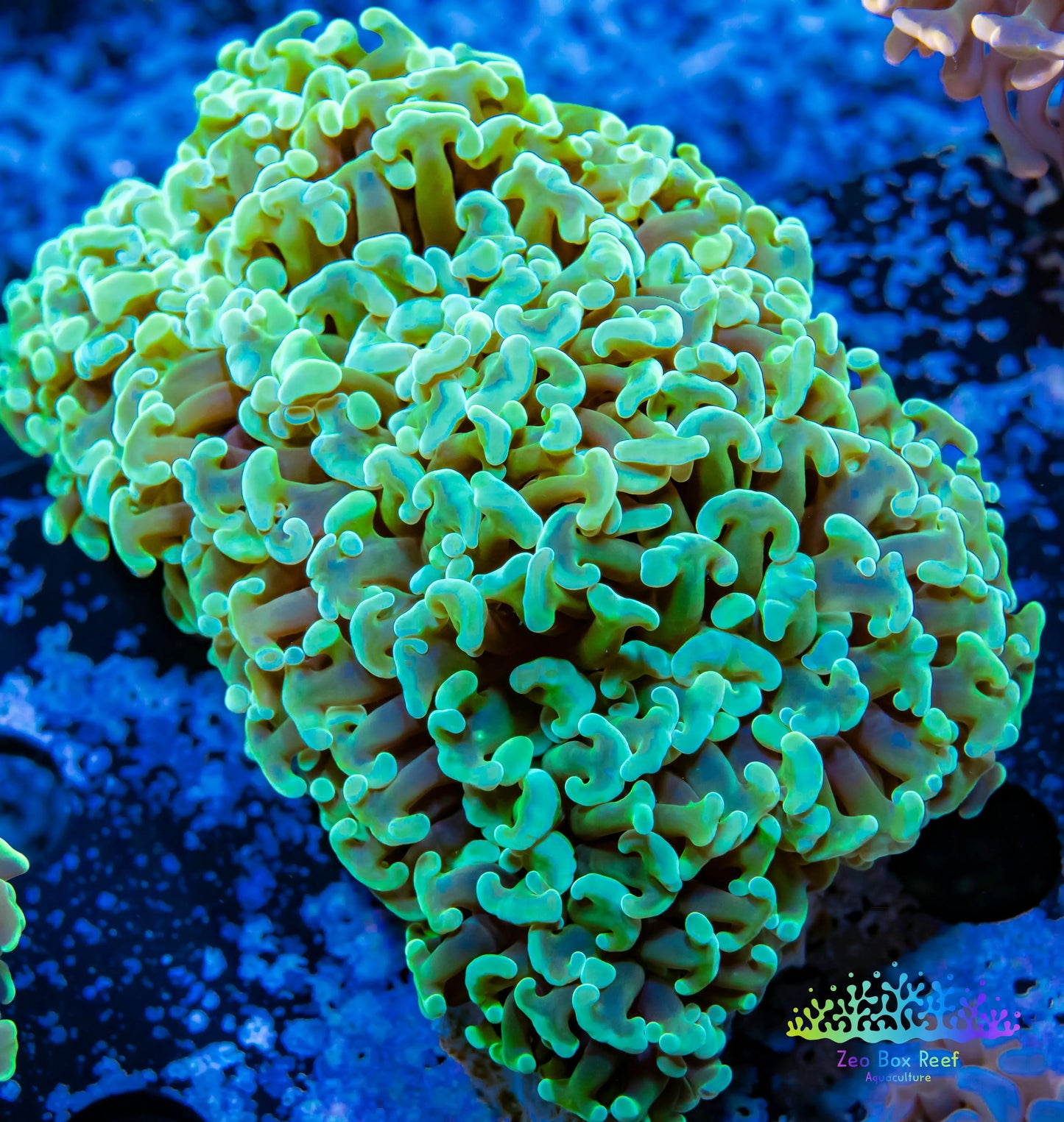 Euphyllia Ancora Coral- LPS WA Ultra Hammer WYSIWYG 7cm Euphyllia Ancora Coral- LPS WA Ultra Hammer WYSIWYG 7cm Aquarium Decor Euphyllia Ancora Coral- LPS WA Ultra Hammer WYSIWYG 7cm Zeo Box Reef