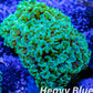 Euphyllia Ancora Coral- LPS WA Ultra Hammer WYSIWYG 7cm Euphyllia Ancora Coral- LPS WA Ultra Hammer WYSIWYG 7cm Aquarium Decor Euphyllia Ancora Coral- LPS WA Ultra Hammer WYSIWYG 7cm Zeo Box Reef