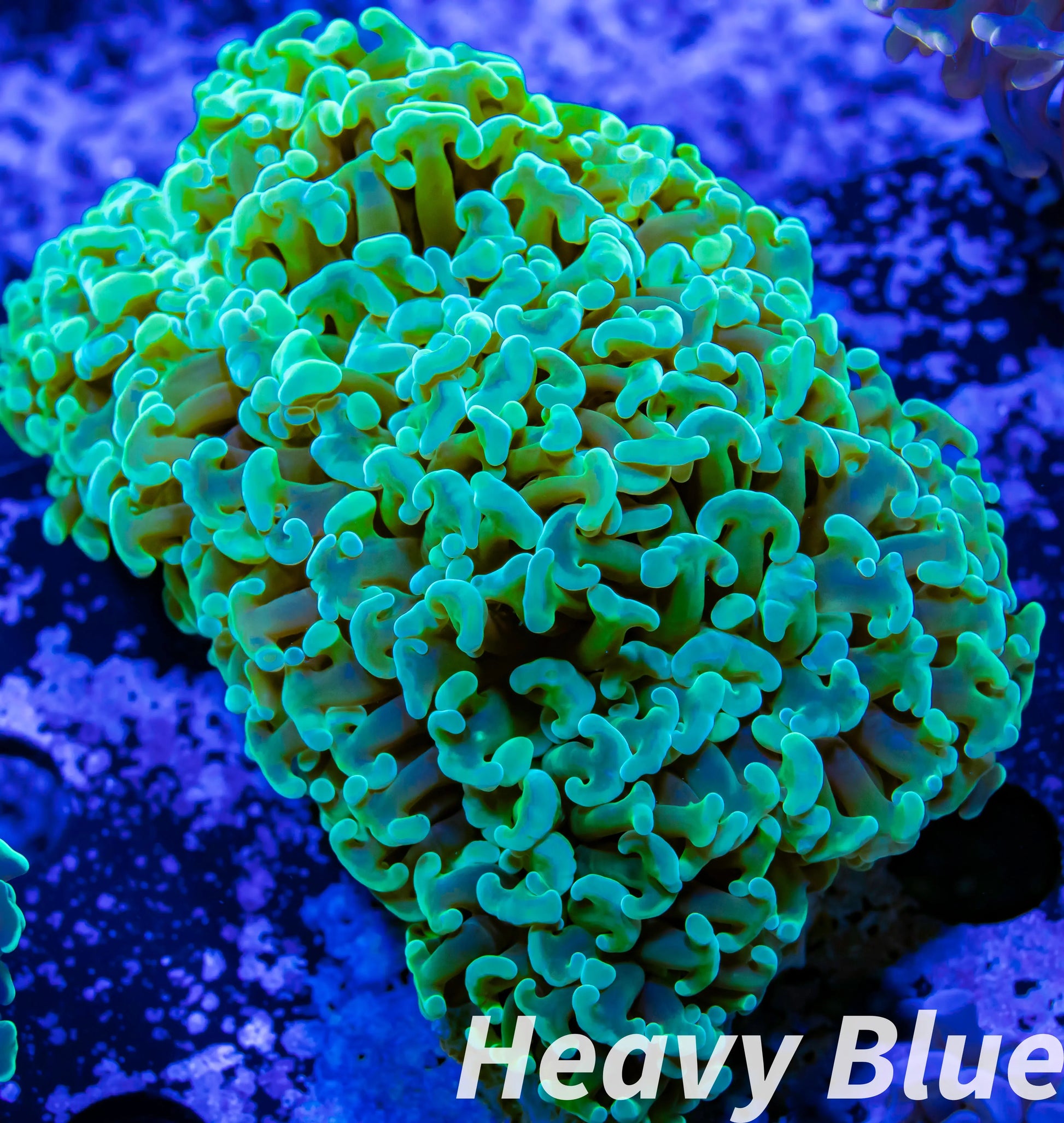 Euphyllia Ancora Coral- LPS WA Ultra Hammer WYSIWYG 7cm Euphyllia Ancora Coral- LPS WA Ultra Hammer WYSIWYG 7cm Aquarium Decor Euphyllia Ancora Coral- LPS WA Ultra Hammer WYSIWYG 7cm Zeo Box Reef