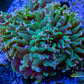 Euphyllia Ancora Coral- LPS WAUltra Hammer WYSIWYG 9cm Euphyllia Ancora Coral- LPS WAUltra Hammer WYSIWYG 9cm Aquarium Decor Euphyllia Ancora Coral- LPS WAUltra Hammer WYSIWYG 9cm Zeo Box Reef