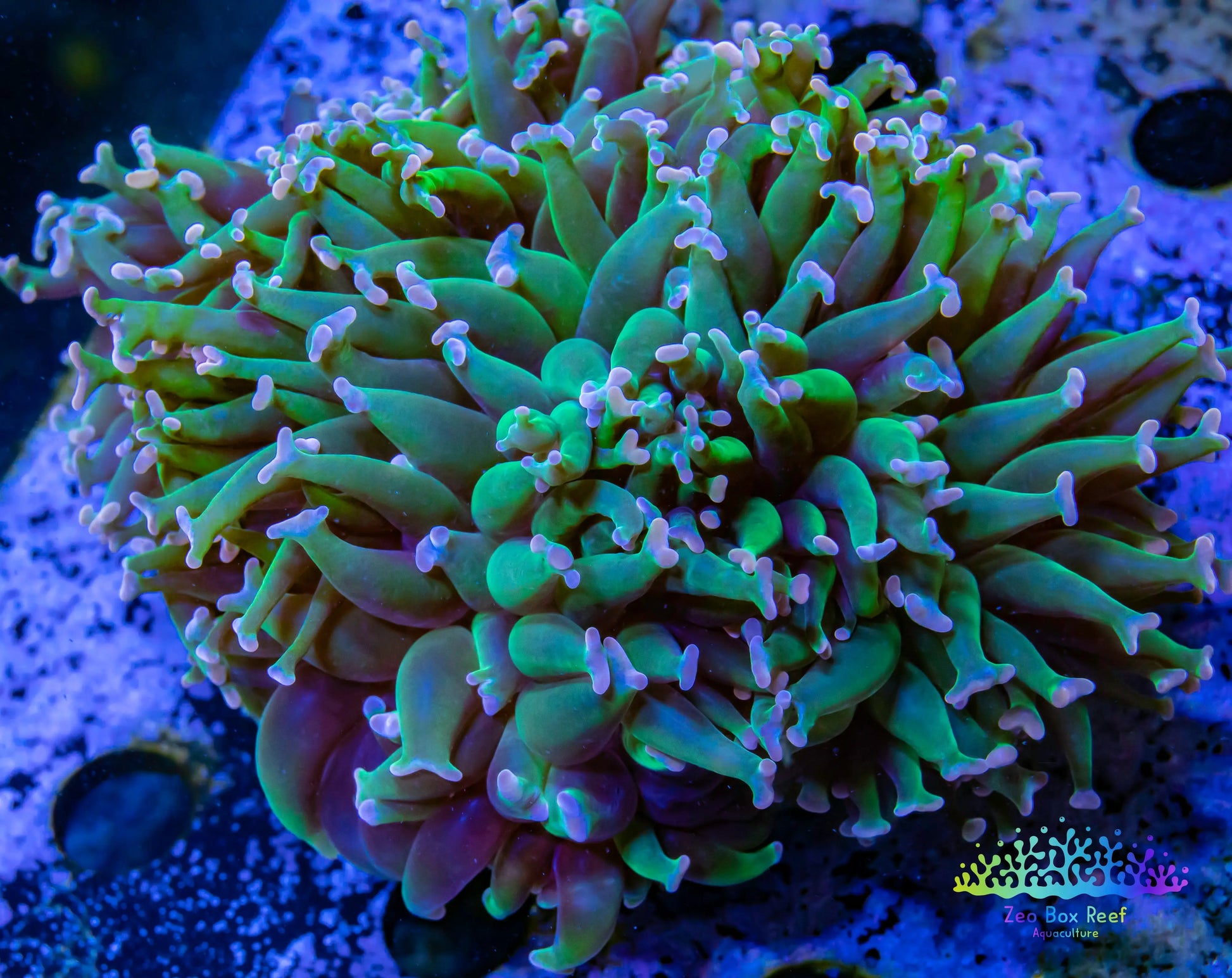 Euphyllia Ancora Coral- LPS WAUltra Hammer WYSIWYG 9cm Euphyllia Ancora Coral- LPS WAUltra Hammer WYSIWYG 9cm Aquarium Decor Euphyllia Ancora Coral- LPS WAUltra Hammer WYSIWYG 9cm Zeo Box Reef