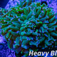 Euphyllia Ancora Coral- LPS WAUltra Hammer WYSIWYG 9cm Euphyllia Ancora Coral- LPS WAUltra Hammer WYSIWYG 9cm Aquarium Decor Euphyllia Ancora Coral- LPS WAUltra Hammer WYSIWYG 9cm Zeo Box Reef