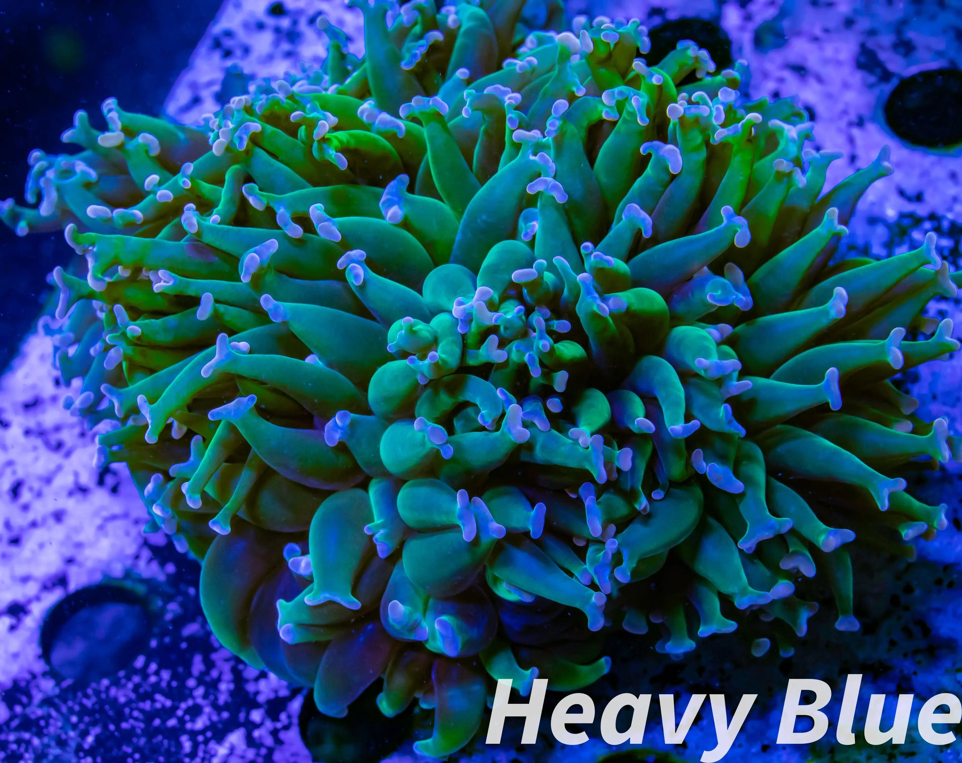 Euphyllia Ancora Coral- LPS WAUltra Hammer WYSIWYG 9cm Euphyllia Ancora Coral- LPS WAUltra Hammer WYSIWYG 9cm Aquarium Decor Euphyllia Ancora Coral- LPS WAUltra Hammer WYSIWYG 9cm Zeo Box Reef