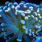 Euphyllia Coral- LPS-  Blue Tip, Purple Stem Green Base Torch Coral Euphyllia Coral- LPS-  Blue Tip, Purple Stem Green Base Torch Coral LPS Euphyllia Coral- LPS-  Blue Tip, Purple Stem Green Base Torch Coral Zeo Box Reef