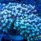 Euphyllia Coral- LPS-  WYSIWYG Torch Coral 5cm Euphyllia Coral- LPS-  WYSIWYG Torch Coral 5cm LPS Euphyllia Coral- LPS-  WYSIWYG Torch Coral 5cm Zeo Box Reef