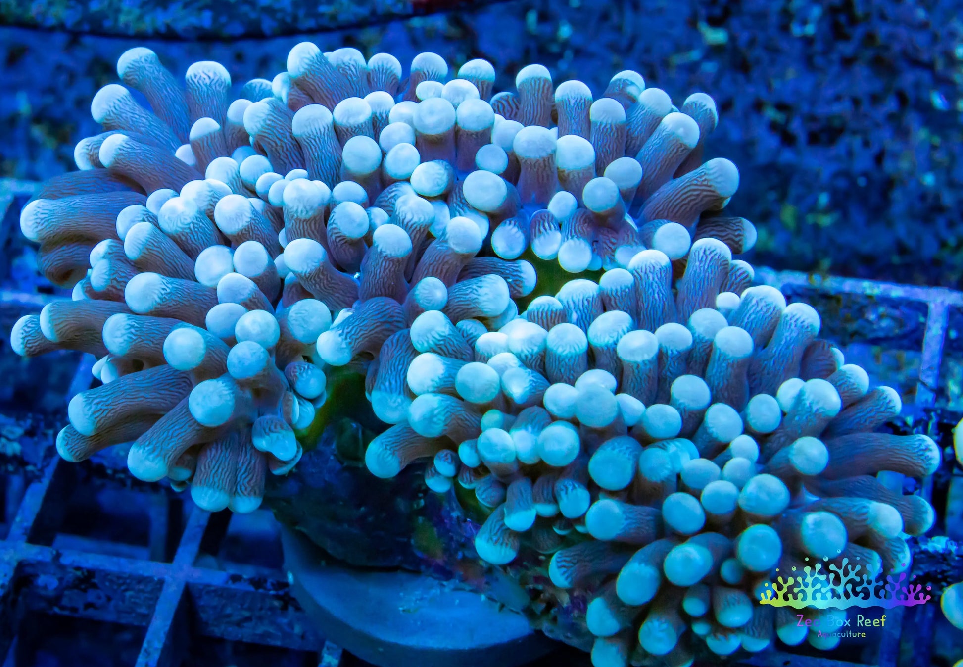 Euphyllia Coral- LPS-  WYSIWYG Torch Coral 5cm Euphyllia Coral- LPS-  WYSIWYG Torch Coral 5cm LPS Euphyllia Coral- LPS-  WYSIWYG Torch Coral 5cm Zeo Box Reef