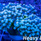 Euphyllia Coral- LPS-  WYSIWYG Torch Coral 5cm Euphyllia Coral- LPS-  WYSIWYG Torch Coral 5cm LPS Euphyllia Coral- LPS-  WYSIWYG Torch Coral 5cm Zeo Box Reef