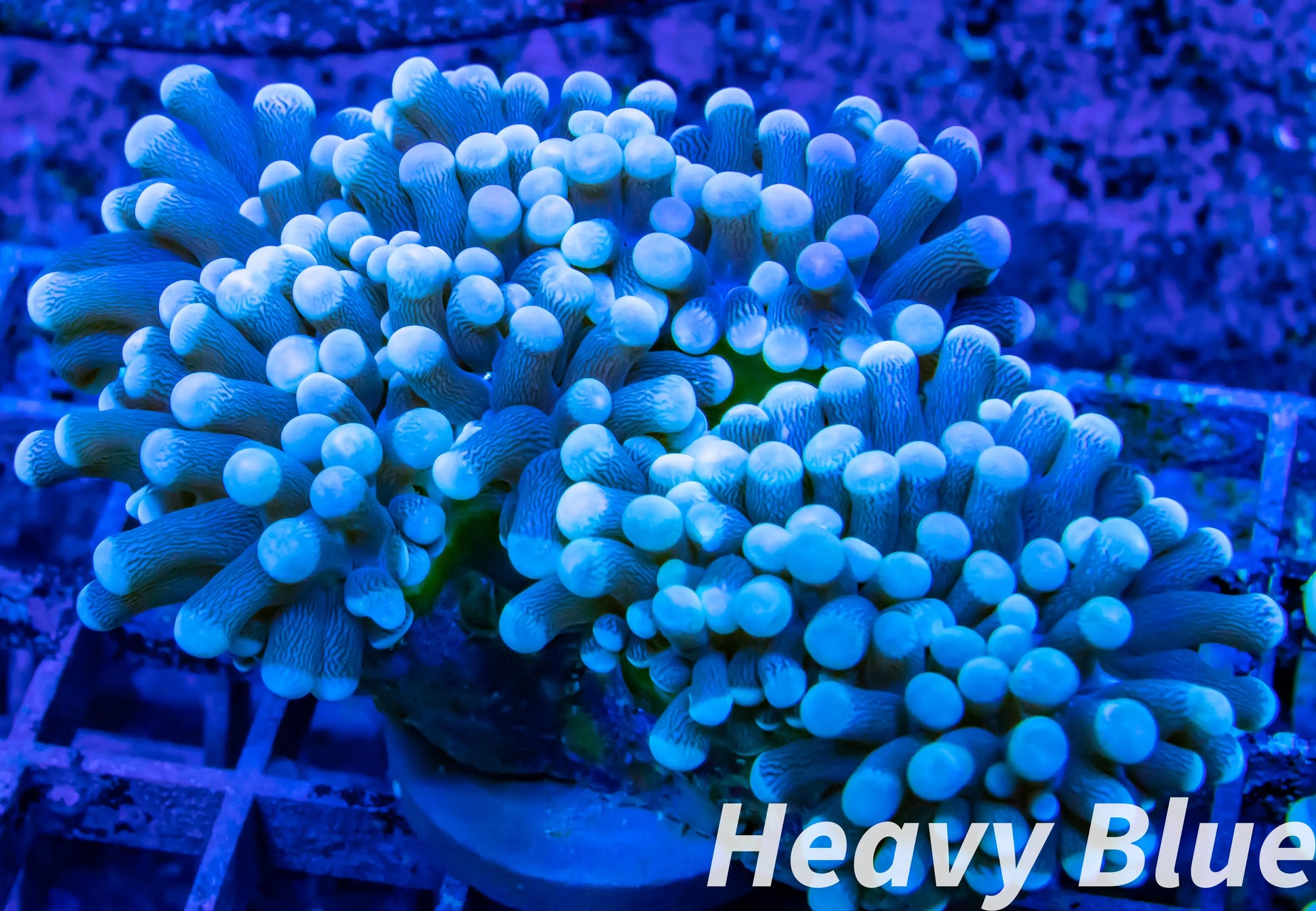 Euphyllia Coral- LPS-  WYSIWYG Torch Coral 5cm Euphyllia Coral- LPS-  WYSIWYG Torch Coral 5cm LPS Euphyllia Coral- LPS-  WYSIWYG Torch Coral 5cm Zeo Box Reef