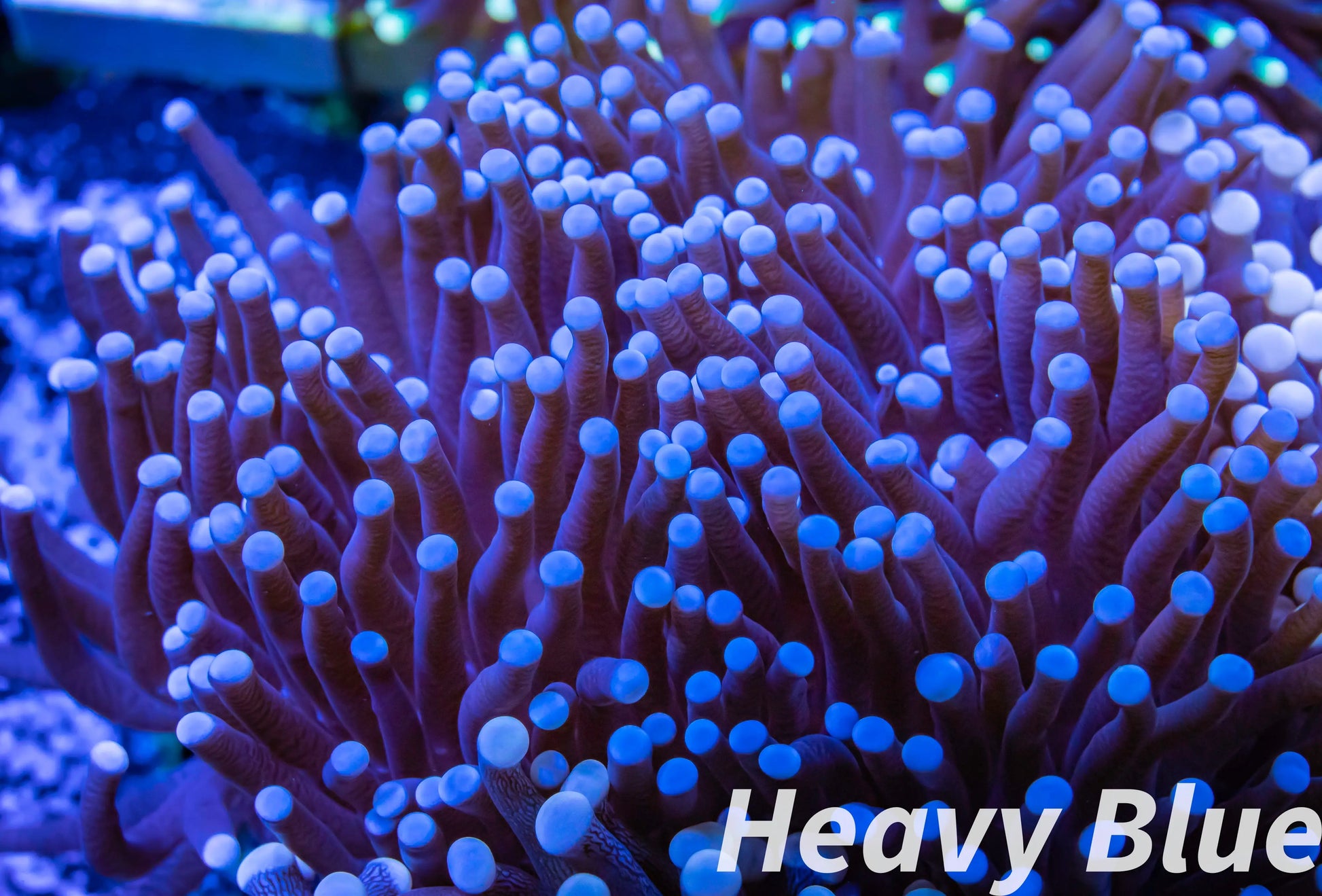 Euphyllia Coral- LPS-  WYSIWYG Torch Coral 5cm Euphyllia Coral- LPS-  WYSIWYG Torch Coral 5cm LPS Euphyllia Coral- LPS-  WYSIWYG Torch Coral 5cm Zeo Box Reef