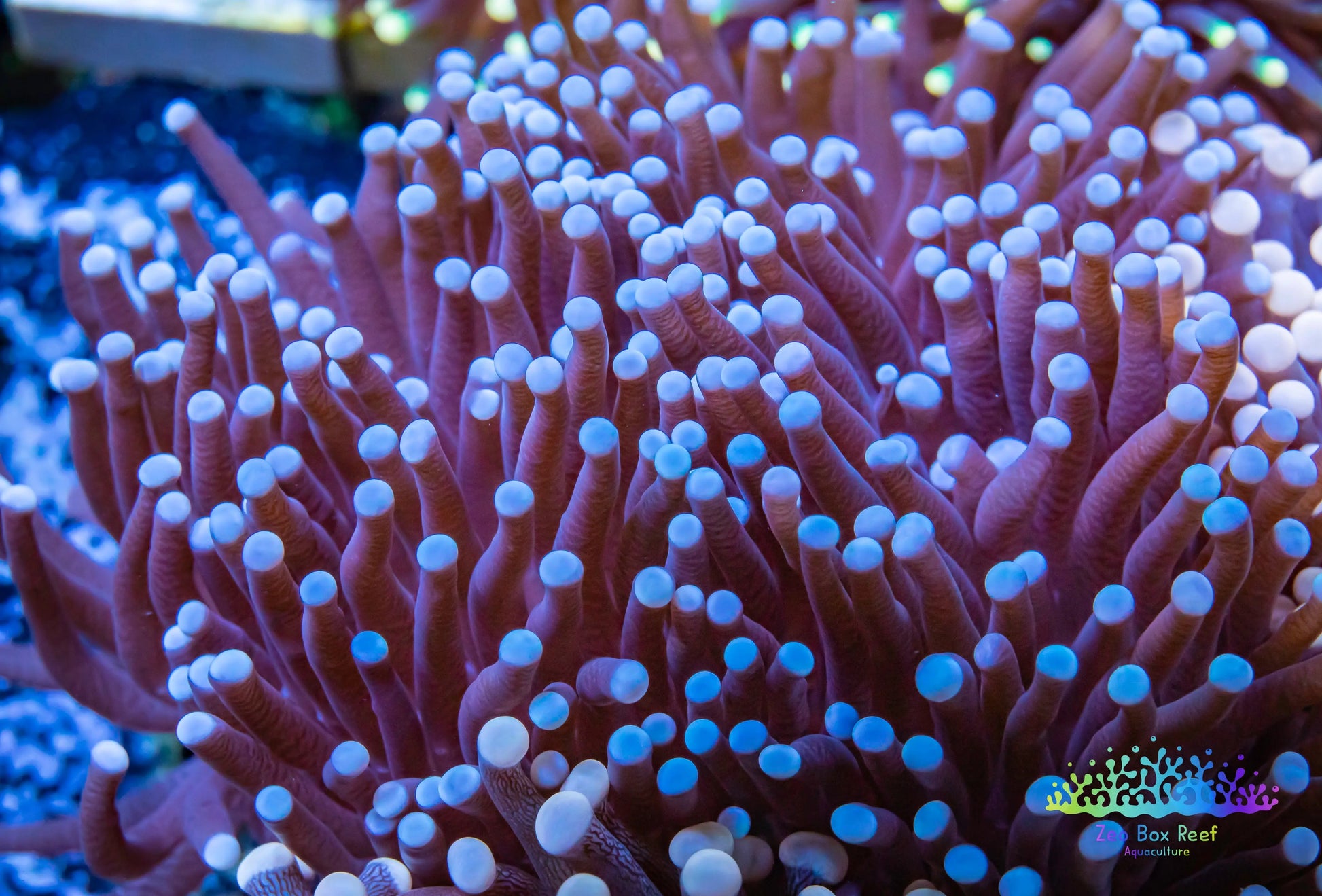 Euphyllia Coral- LPS-  WYSIWYG Torch Coral 5cm Euphyllia Coral- LPS-  WYSIWYG Torch Coral 5cm LPS Euphyllia Coral- LPS-  WYSIWYG Torch Coral 5cm Zeo Box Reef