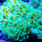 Euphyllia Coral- LPS- Gold Stem Hammer  -WYSIWYG 8cm Euphyllia Coral- LPS- Gold Stem Hammer  -WYSIWYG 8cm  Euphyllia Coral- LPS- Gold Stem Hammer  -WYSIWYG 8cm Zeo Box Reef